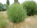 Osier Willow