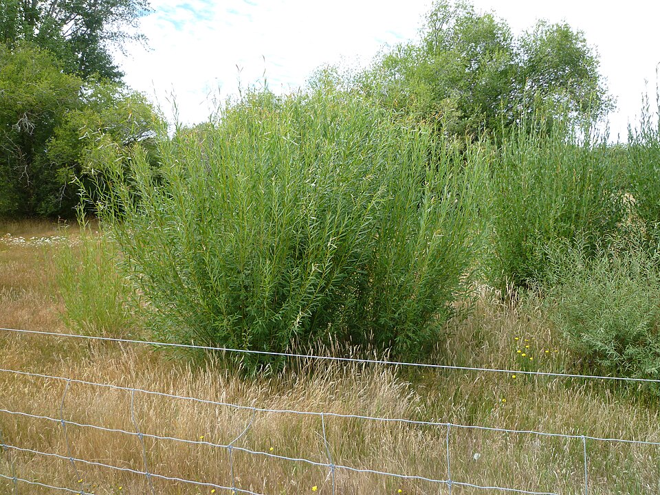 Osier Willow