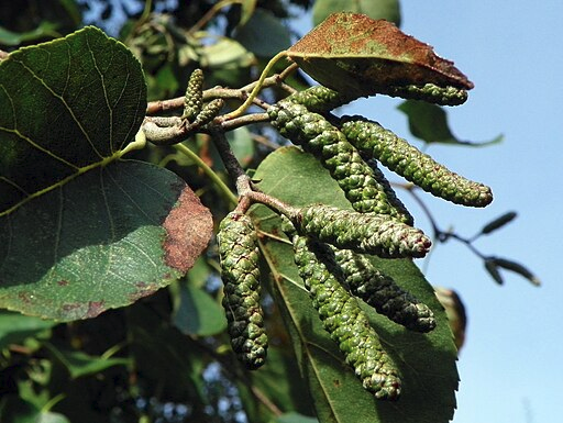 Italian Alder