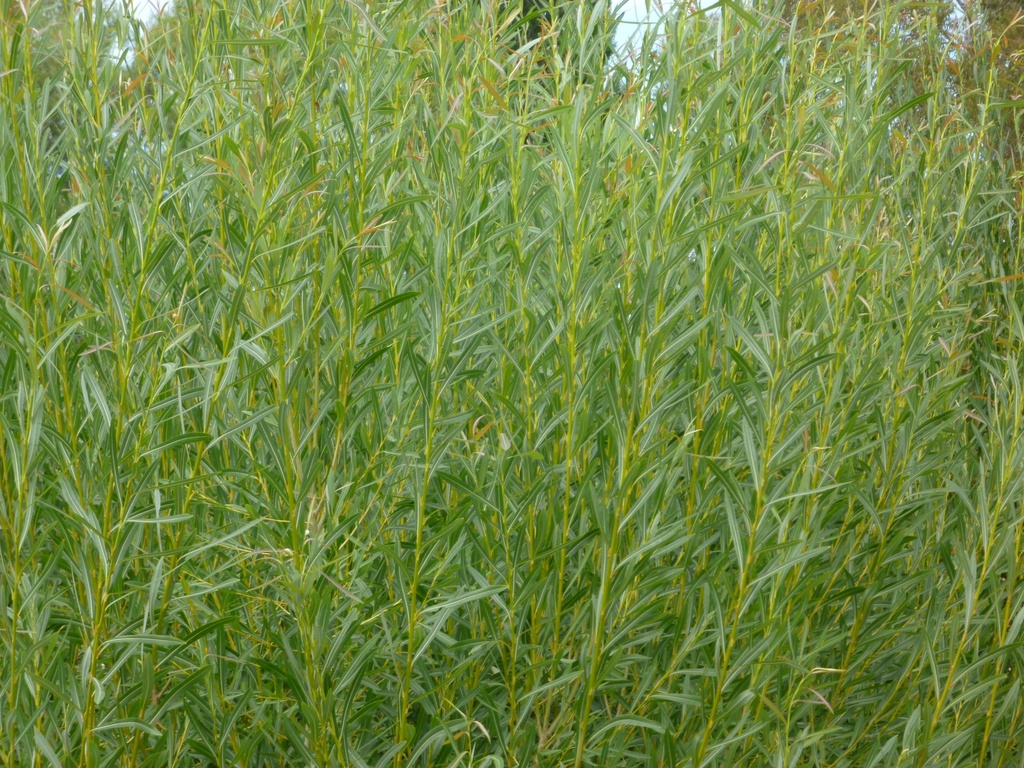 Osier Willow