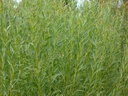 Osier Willow