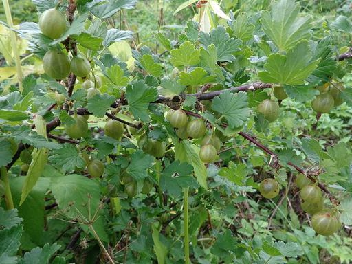 Gooseberry Invecta - Green