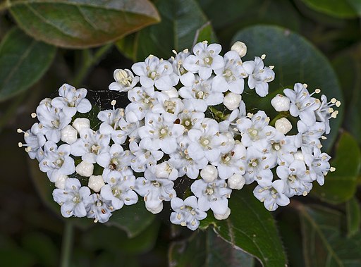 Viburnum Tinus Spirit