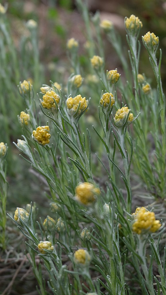 Curry Plant