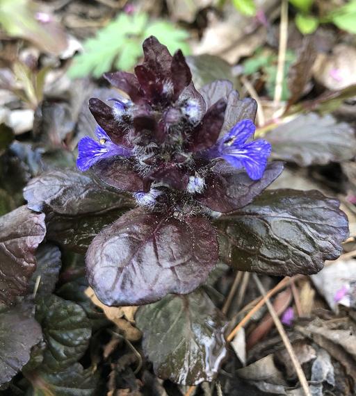 Ajuga Reptans Black Scallop