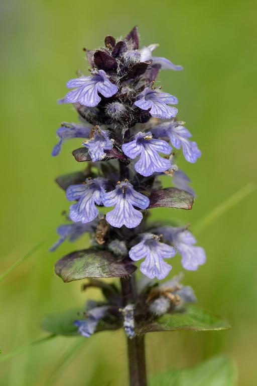 Ajuga Reptans Bugle