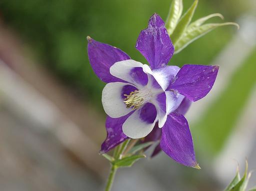 Aquilegia Blue Star