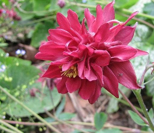 Aquilegia Bordeaux Barlow