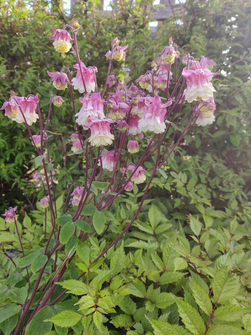 Aquilegia Petticoat Pink