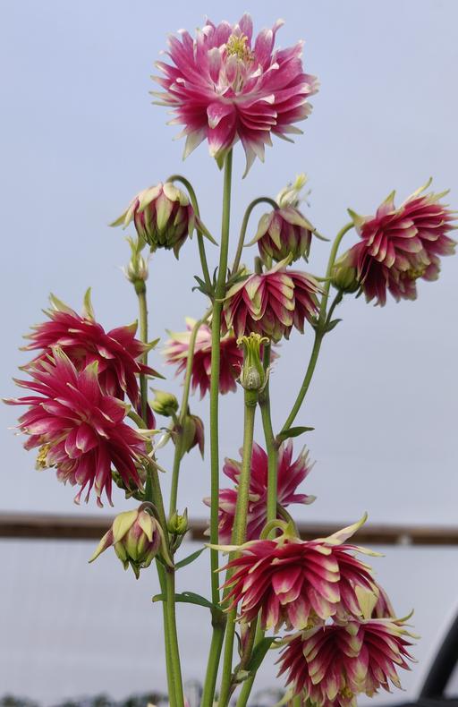 Aquilegia Nora Barlow