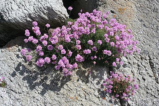 Armeria Pink  Sea Pink