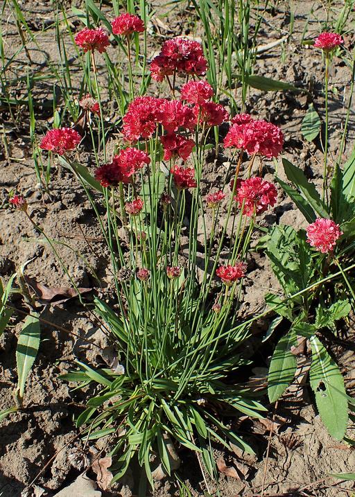 Armeria Red