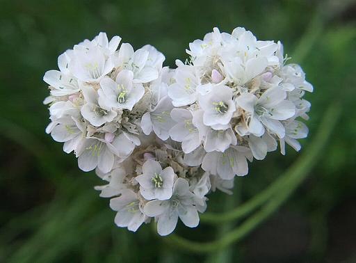 Armeria White