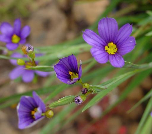 Blue Eyed Grass Sisyrinchium