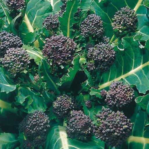 Broccoli Sprouting Purple - Purple Sprouting