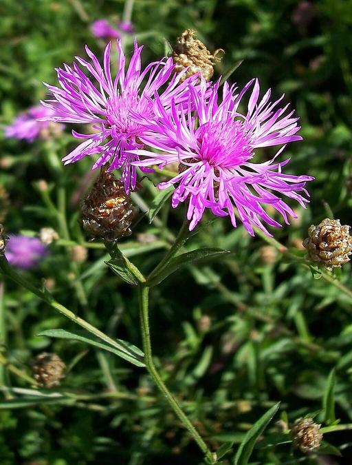 Brown Knapweed