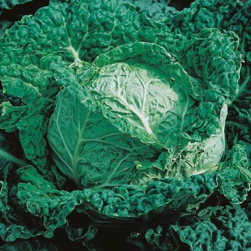 Cabbage Savoy