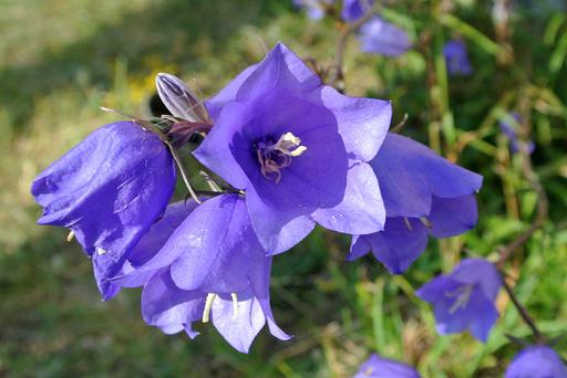 Campanula Telham Beauty