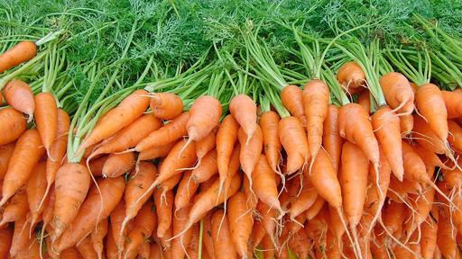 Carrot