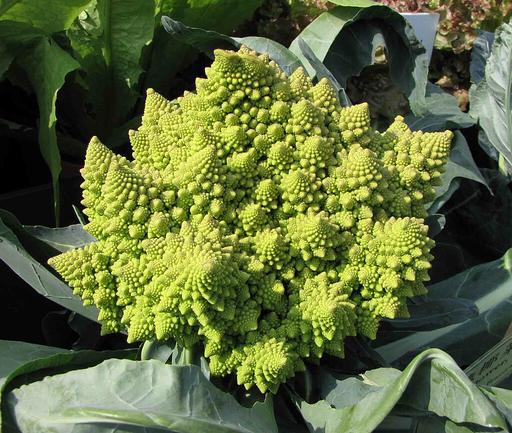 Cauliflower Romanesco