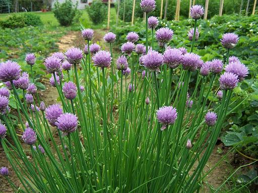 Chives - Live Herb