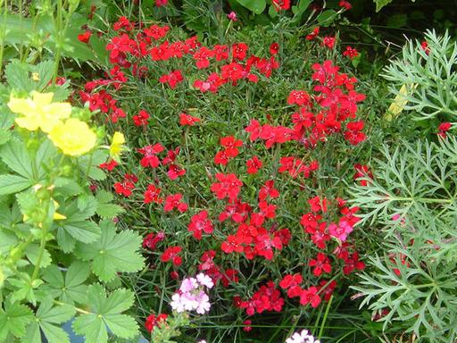 Dianthus Deltoides Vampire