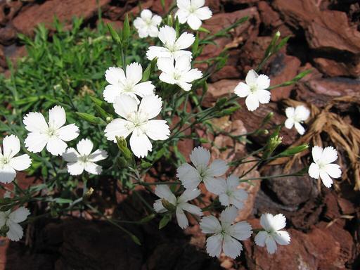 Dianthus Deltoides White