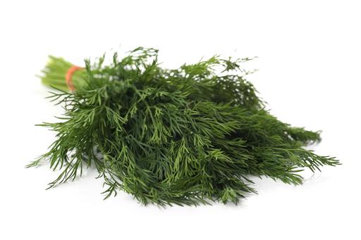 Dill - Live Herb