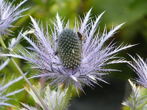 Eryngium Superbum