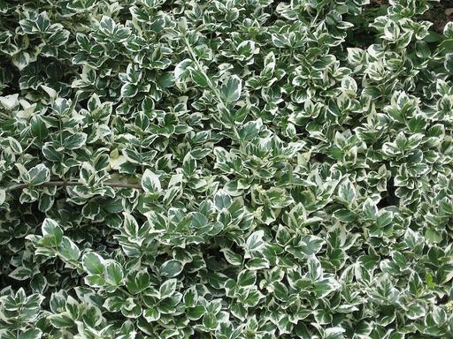 Euonymus Emerald Gaiety