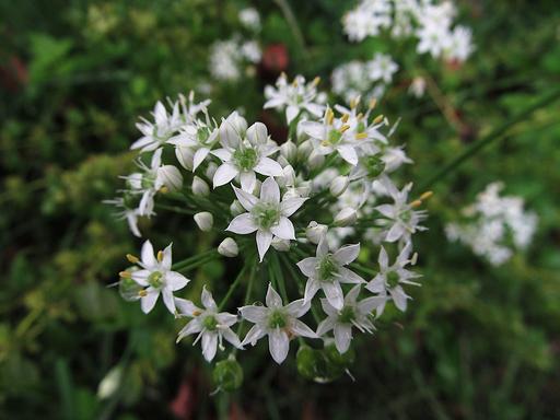 Garlic Chives - Live Herb