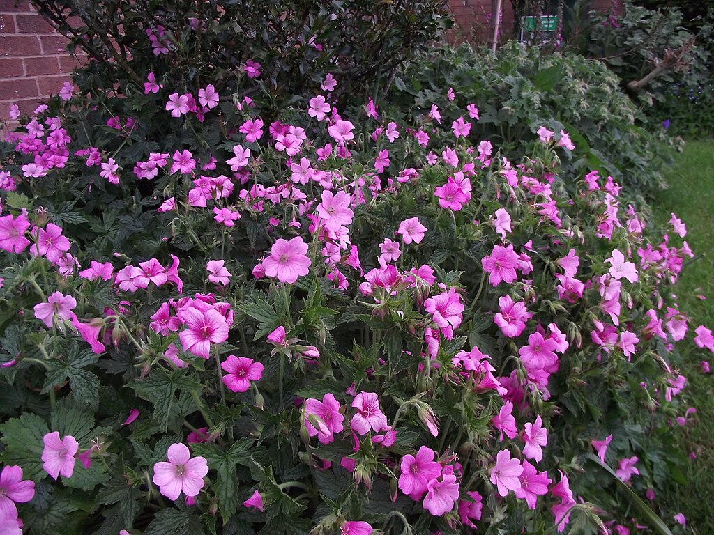 Geranium Endressii Sharon