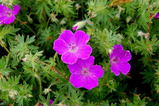 Geranium Vision Violet