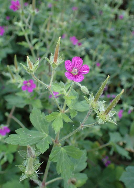 Geranium Yoshinoi Makino