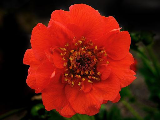 Geum Mrs Bradshaw