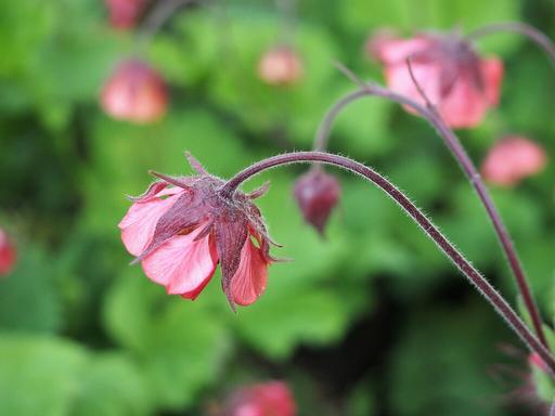 Geum Rivale