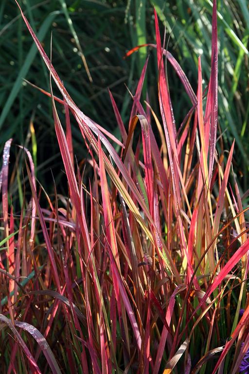 Imperata Red Baron