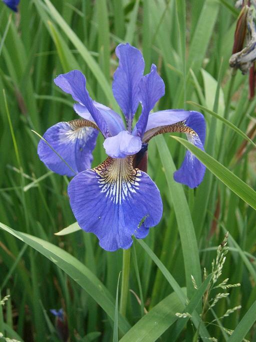 Iris True Wild