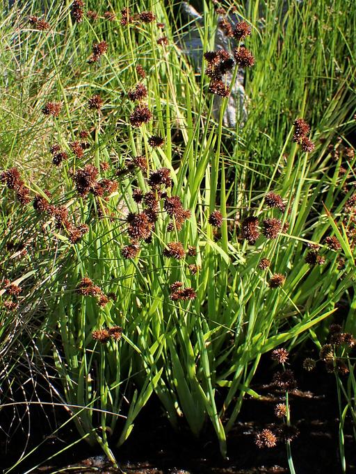 Juncus Ensifolius - Flying Hedgehogs