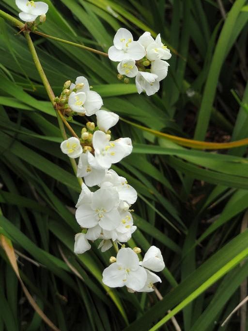 Libertia Chilensis