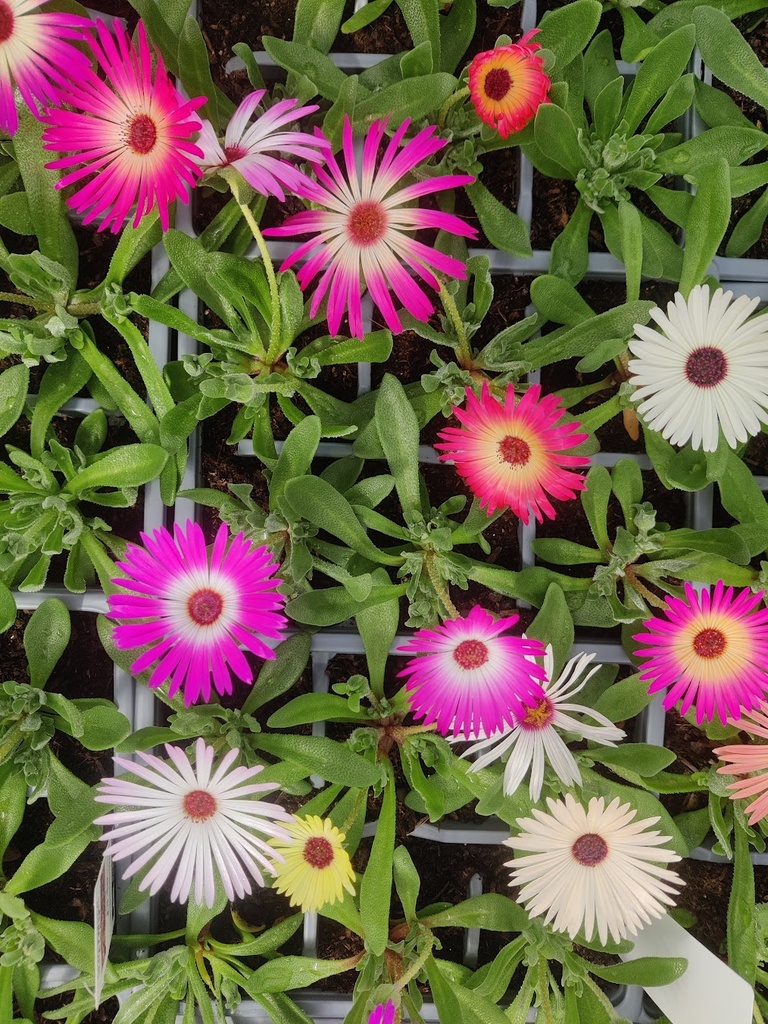 Livingstone Daisy Magic Carpet