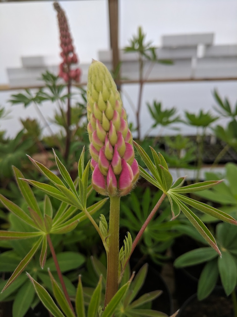 Lupins Gallery Pink