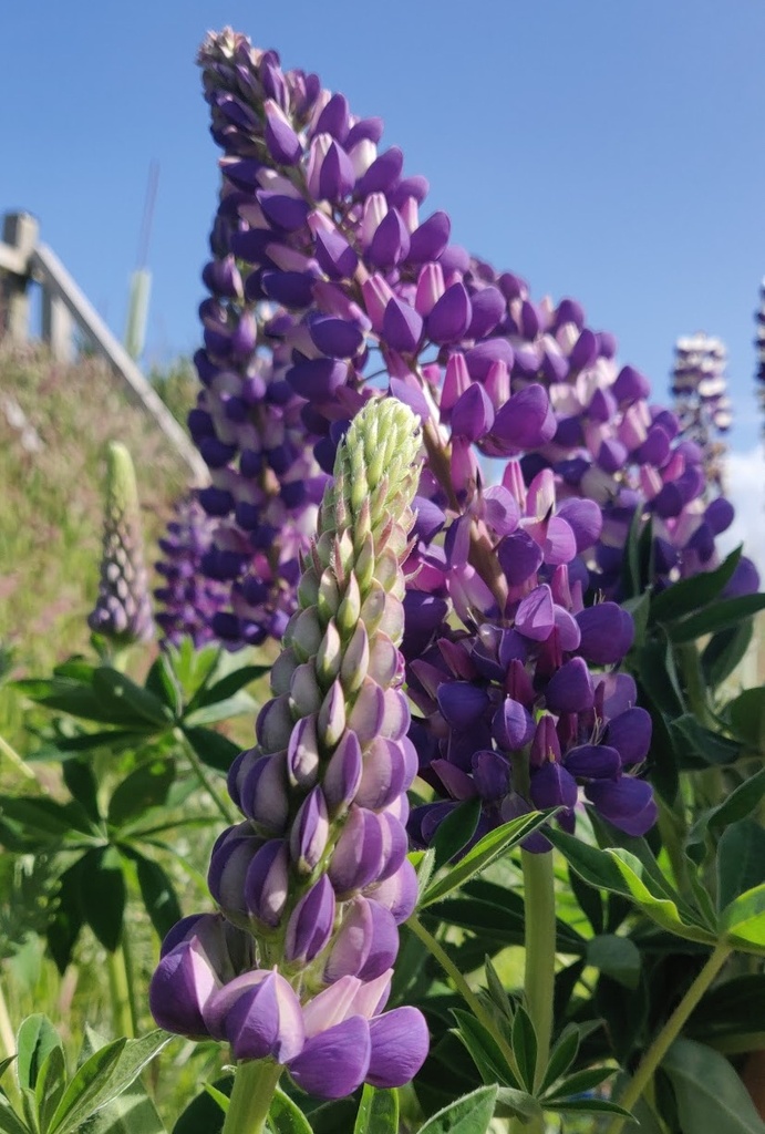 Lupin The Governor - Purple