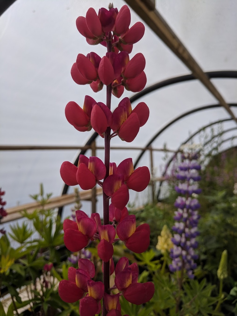 Lupins The Page