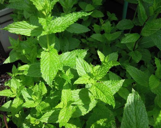 Mint - Live Herb