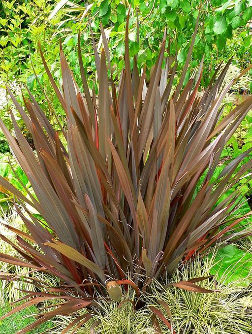 New Zealand Flax Evening Glow 5Ltr