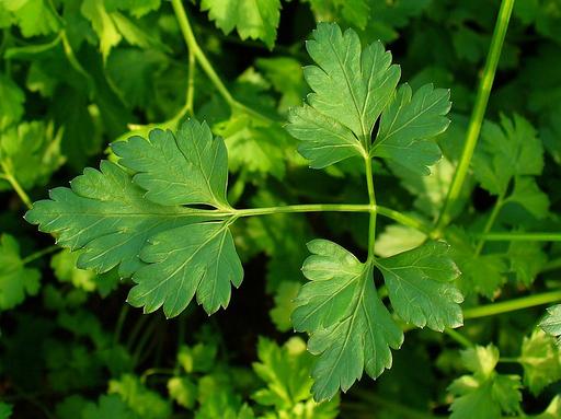 Parsley Flat Leaf - Live Herb