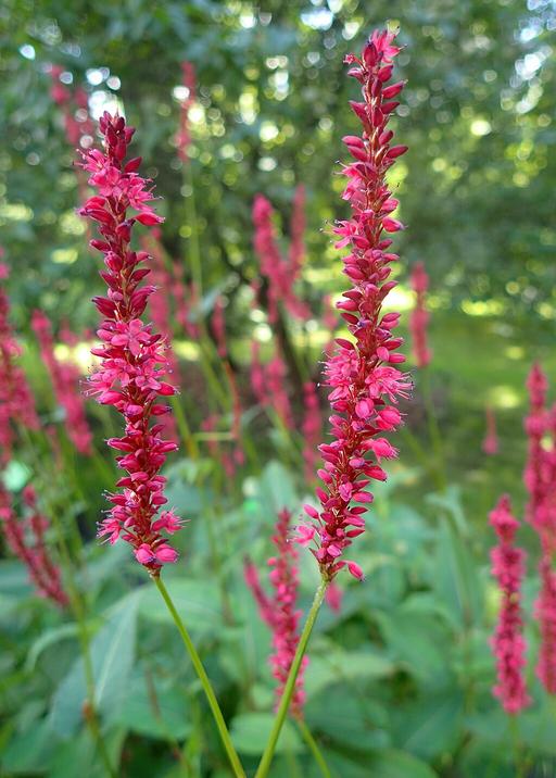 Persicaria Amplexcaulis Firetail