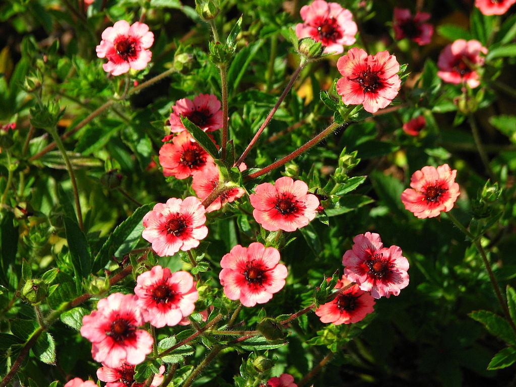 Potentilla Miss Willmott
