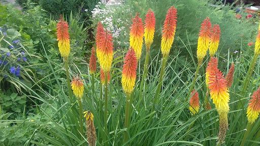 Red Hot Poker - Kniphofia